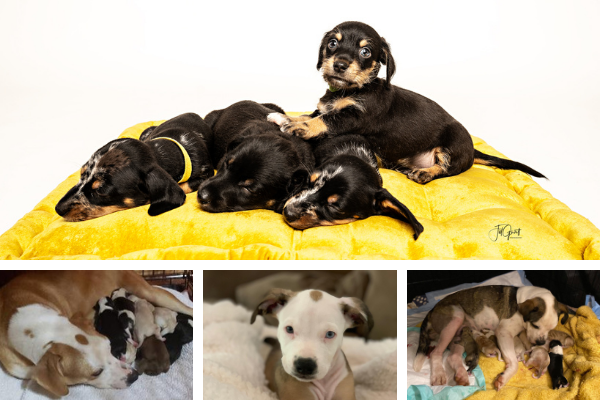 PupSquadHouston's tweet photo. 31 Days of Stay and Neuter - working hard to get these puppies ready for their forever homes. Can you help?

https://t.co/gdPI0WRWwk https://t.co/0Bp7P2NI04