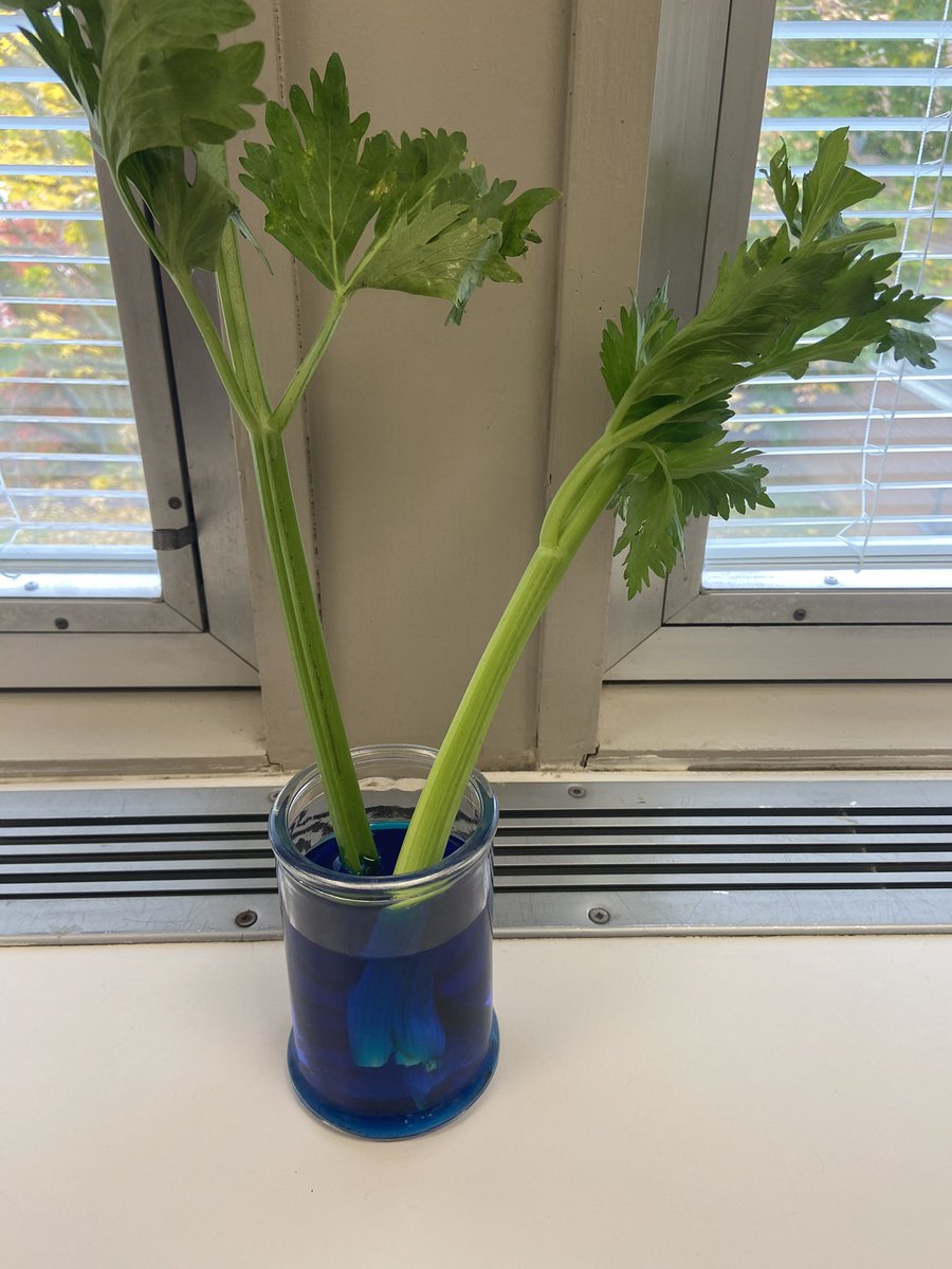 FurtneyUTES's tweet photo. Today, we learned all about the “stem” of a plant. We started an experiment with a celery stalk to see what will happen. Ask your child about the terms “Phloem” and “Xylem” and what they mean. https://t.co/lxLC5EmNks