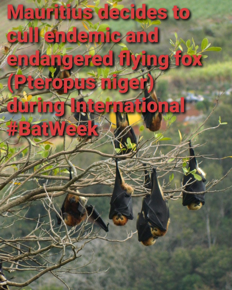 ERAIndianOcean's tweet photo. #Mauritius decides to cull endemic and endangered flying fox (Pteropus niger) during International #BatWeek2020 @IUCN @BatConIntl @ConservationOrg @_BCT_ @African_Bat 
More information: https://t.co/HfncoAlxcl minutes 45:44 https://t.co/Fcr0Ng3pQQ