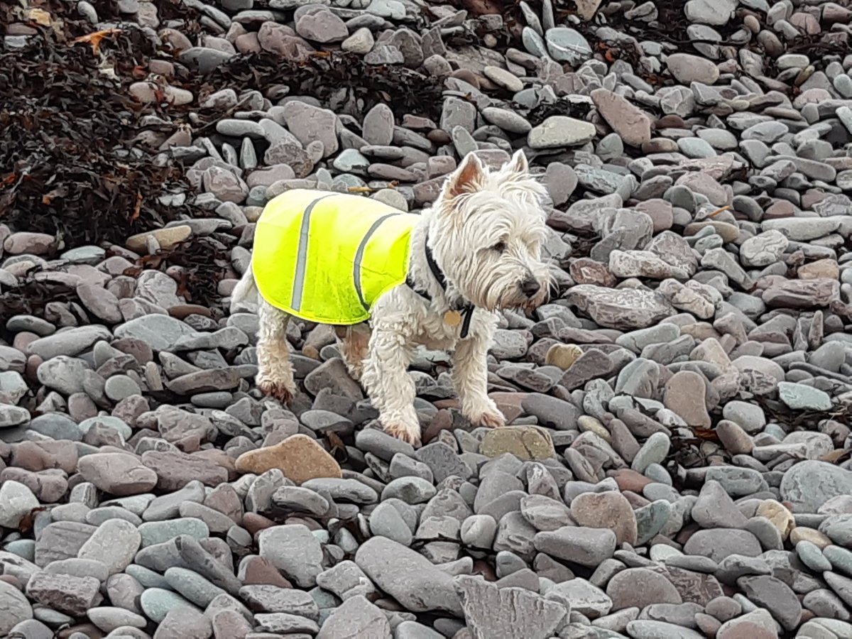 Max on the beach at Porlock Weir. https://t.co/DJ4AWI11Ek