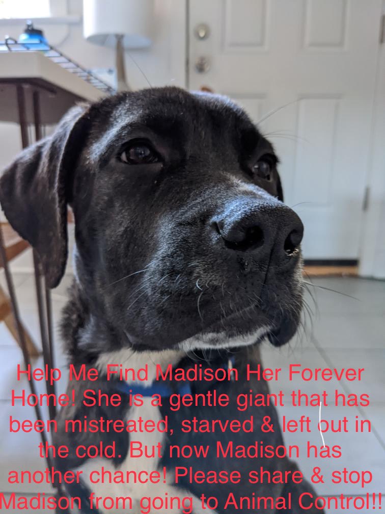 OriginalMsLety's tweet photo. #FoundOnMadison #AdoptMe #DogsAreIncredible #DogsAreFamily #SaveMadison #ShareThisPost https://t.co/c8IQBvBsg5