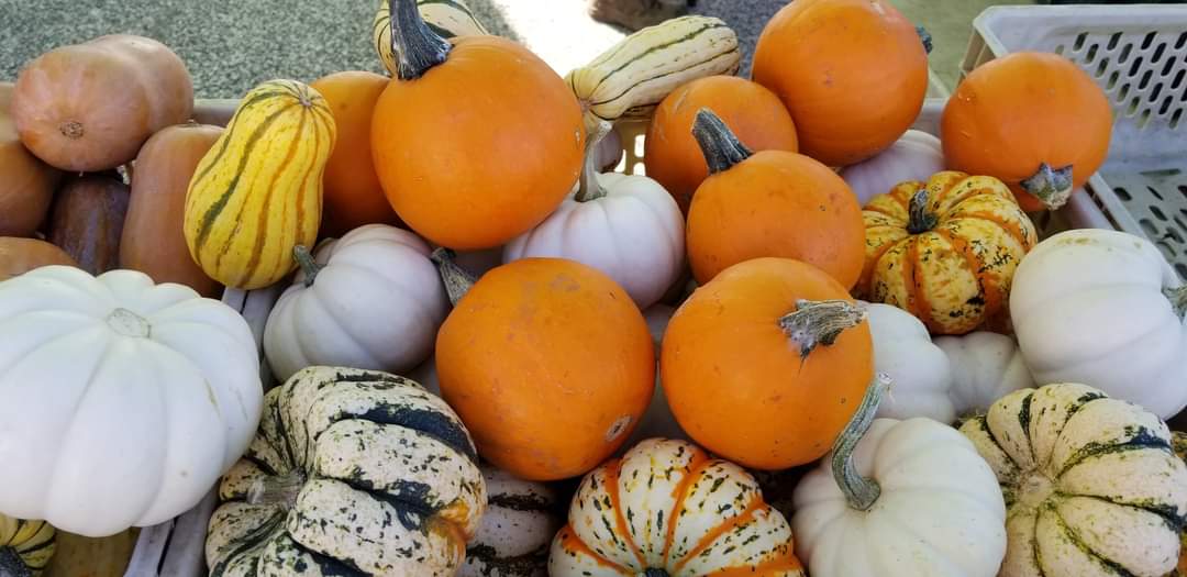 MDStateFair's tweet photo. #HappyNationalPumpkin Day from the #MarylandStateFair! Pick up some edible and decorative pumpkins this Wednesday, 11 AM - 1 PM, at the 2020 Season's last #BaltoCo #FarmersMarket at the #MarylandStateFairgrounds York Road Gate. https://t.co/kXHGbJQO2L