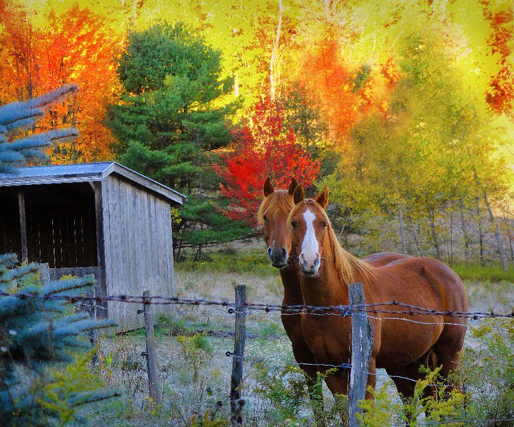 Horses fall. Лошади в деревне. Лошадь осень. Деревенский конь. Рыжая лошадь.