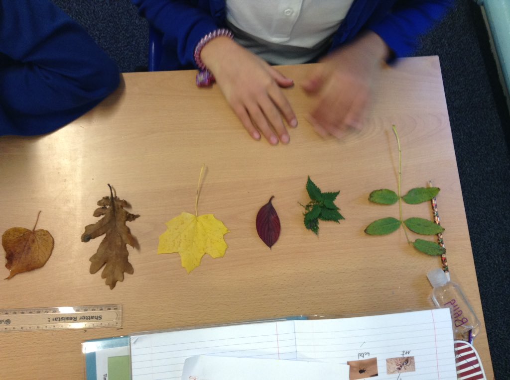 latimerprimary's tweet image. #ClassBL have been hunting for and classifying leaves #LatimerScience