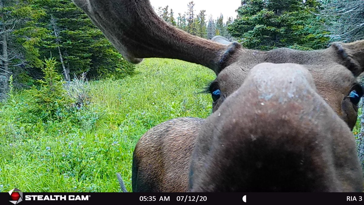akkingon's tweet image. Hey! I can smell you. #StealthCam