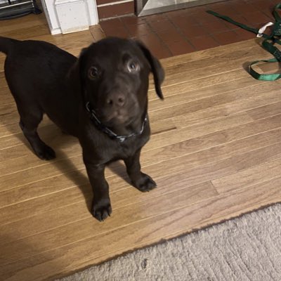 BisonBart's tweet photo. I’m getting bigger and mom &amp; dad call me a baby shark. #NewProfilePic https://t.co/rsMvv87NDM