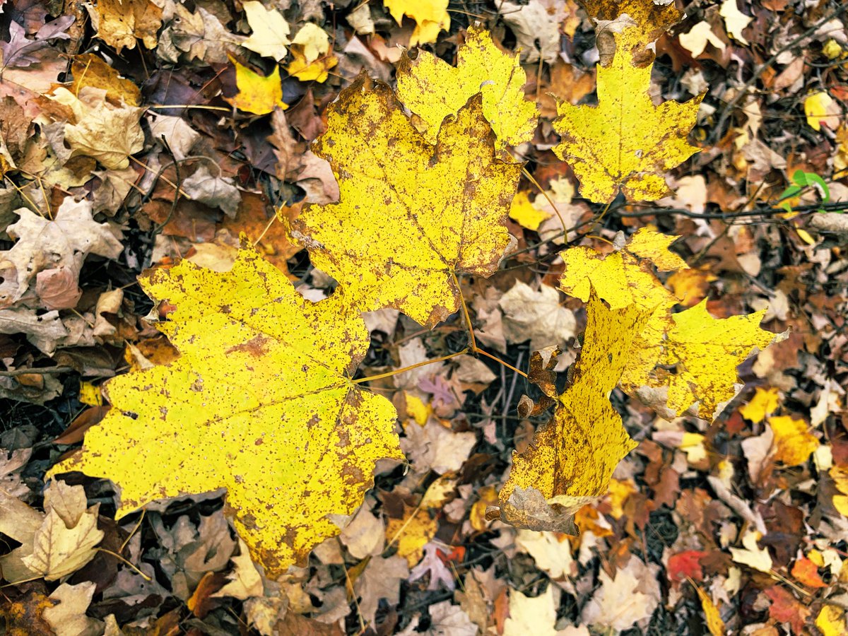jzigman's tweet photo. @wgnkingjohn #PrettyLeafContest ...as seen in my backyard ...Happy Fall https://t.co/1P6EI7K9SS