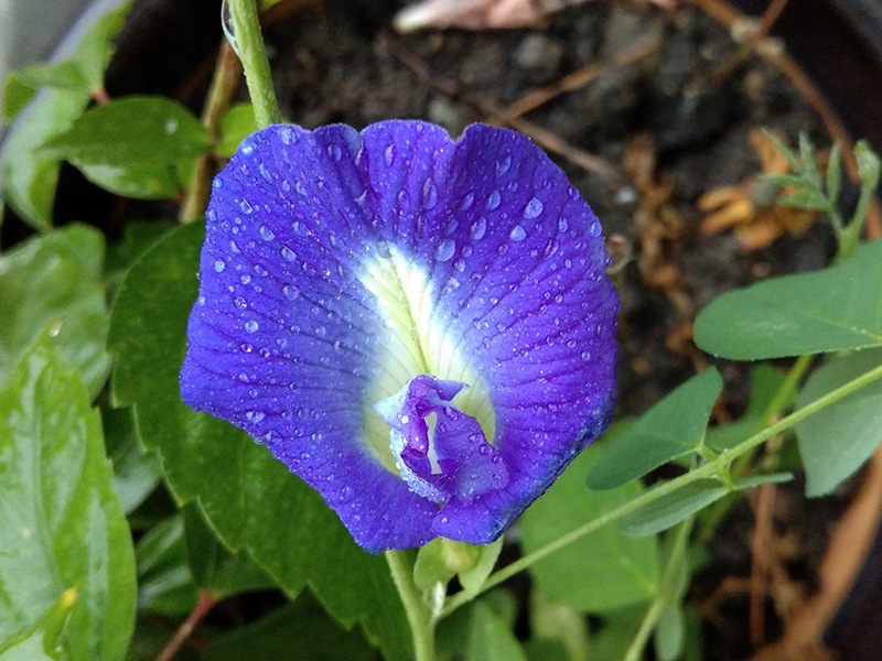 Alzheimer's Drug Discovery Foundation tweet media