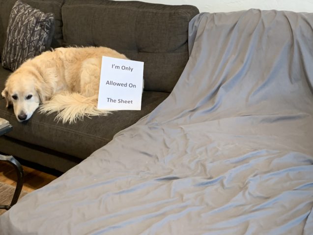 I’m only allowed on the sheet. #GoldenRetriever #dogshaming dogshaming.com/2020/10/i-dont…