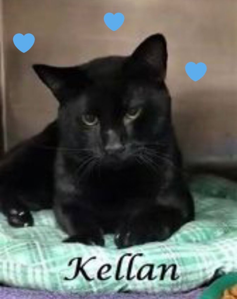 🆘CODE RED🆘
Gentle, loving, very affectionate KELLAN needs #IMMEDIATE #RESCUE‼️
PLEASE #RT #PLEDGE #FOSTER #ADOPT - everything you can do to #HELP✔️
#cats #Marietta #CobbCounty #GA
RT@BrendaPerrott https://t.co/pm4yaXjCWr https://t.co/I2VIXGxqjd