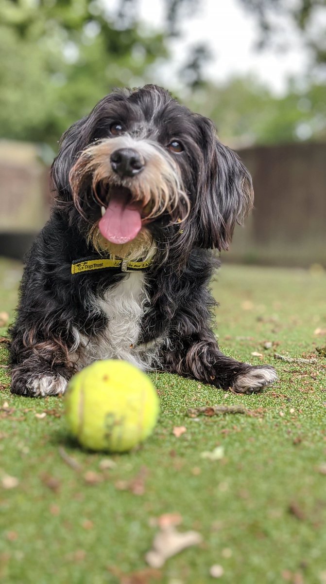 DogsTrust's tweet photo. Willow’s world was torn apart by Covid-19 💔 After both owners tested positive, one tragically died &amp; the other was left with breathing difficulties so severe he couldn't care for Willow alone. 
Read Willow's story ➡️ https://t.co/OE0uKKC3Ia 
Help us be there for dogs like him 💛 https://t.co/AKDPBzMV4q