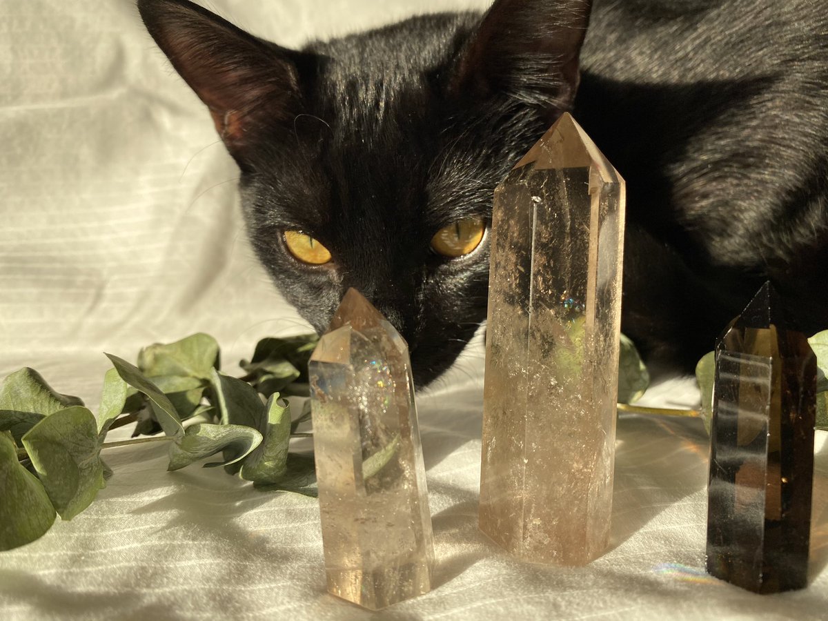 norikocrystals's tweet photo. Trying to take photos of our crystals always ends up like this 🌼😻🌸 Kelso says hi 🥺 https://t.co/2bZbwOqhRJ