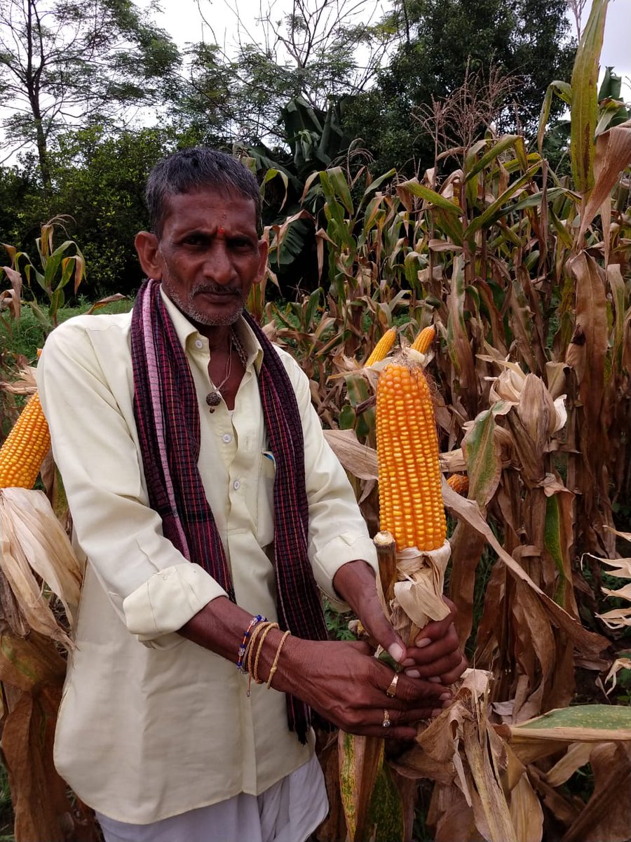 Patne_Nag's tweet photo. #Smallholdfarmers #DTMaize @CIMMYT working with small/ marginal farmers &amp; making them to earn &amp; support family.
#DroughtMaize 
@CIMMYT  Asia 
@CGIAR
#onecgiar 
@gatesfoundation 
@SyngentaFDN 
@USAID https://t.co/WB2uDxgY7d