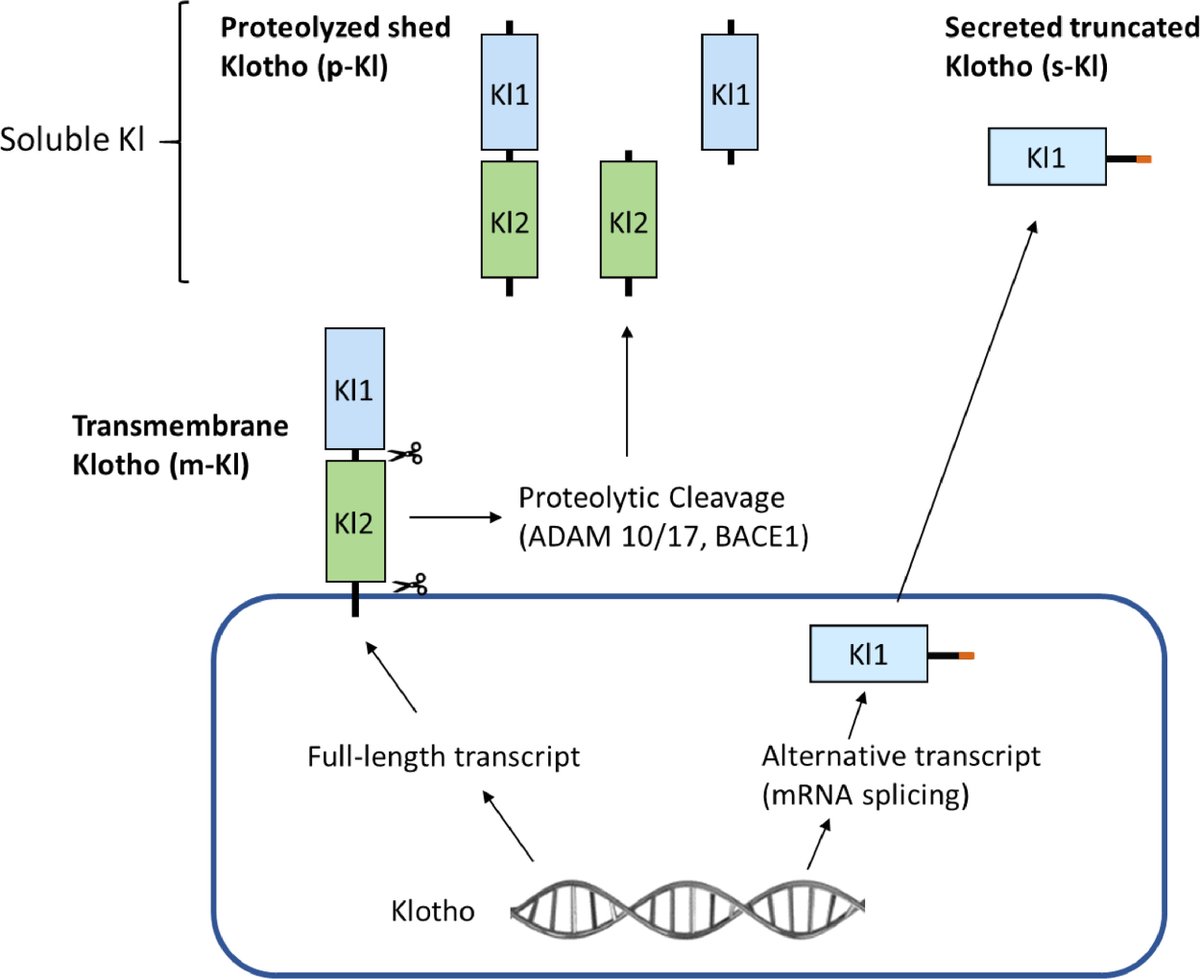 NEW ARTICLE IN PRESS
Russell DL et al. "Association Between the Anti-aging Gene Klotho and Selected Rheumatologic Autoimmune Diseases"
amjmedsci.org/article/S0002-…