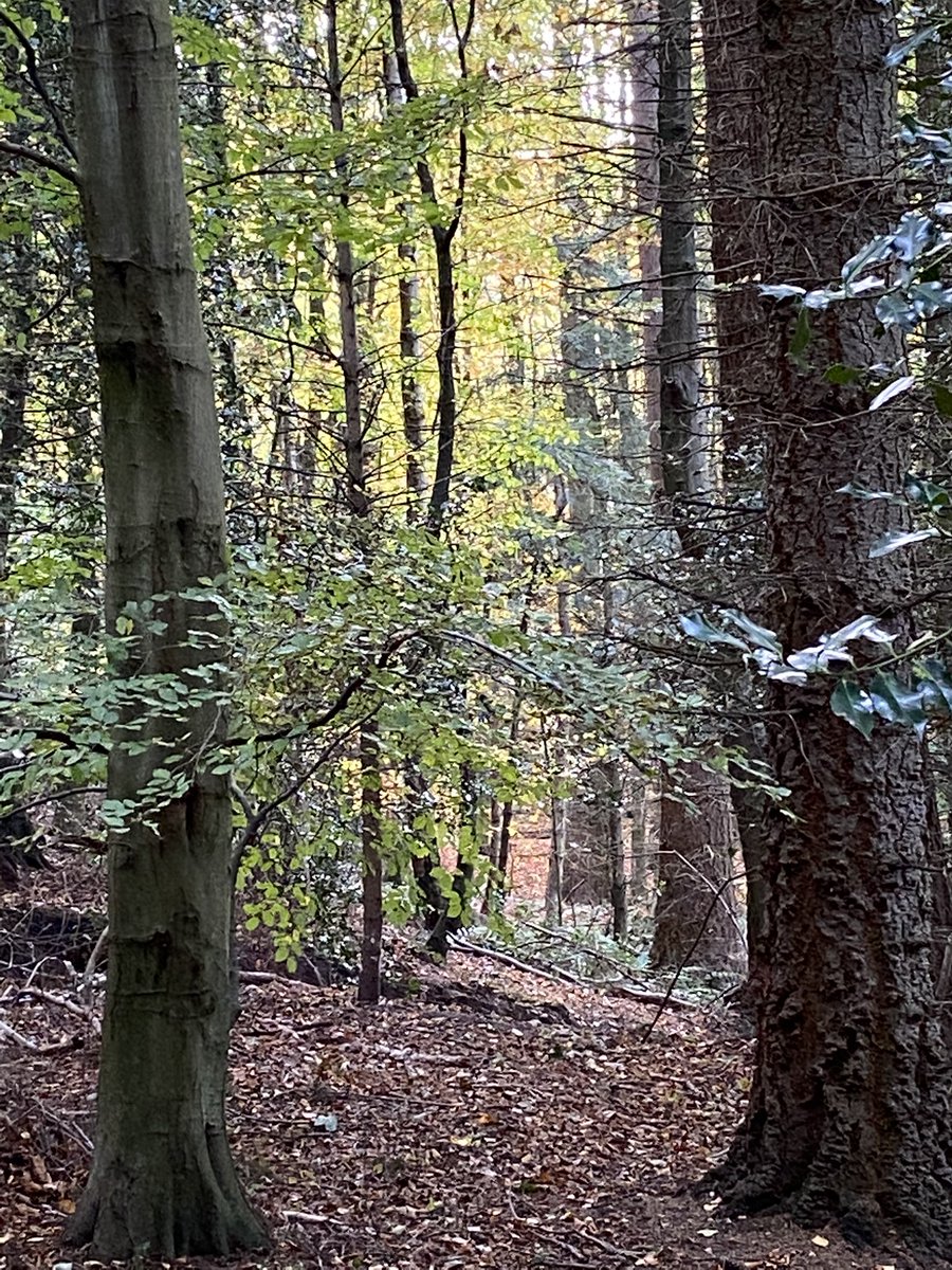 rileyssurf's tweet photo. Autumn Colours at Gibside NT #gibside #gibsident #nationaltrust #northeast #view #walk #tree https://t.co/4Agwq3ko5O