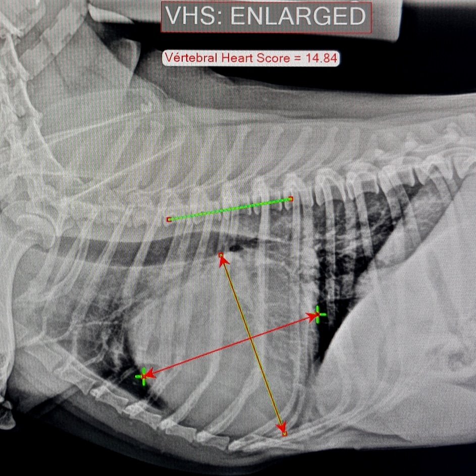 BOYCAN Veterinarios tweet media