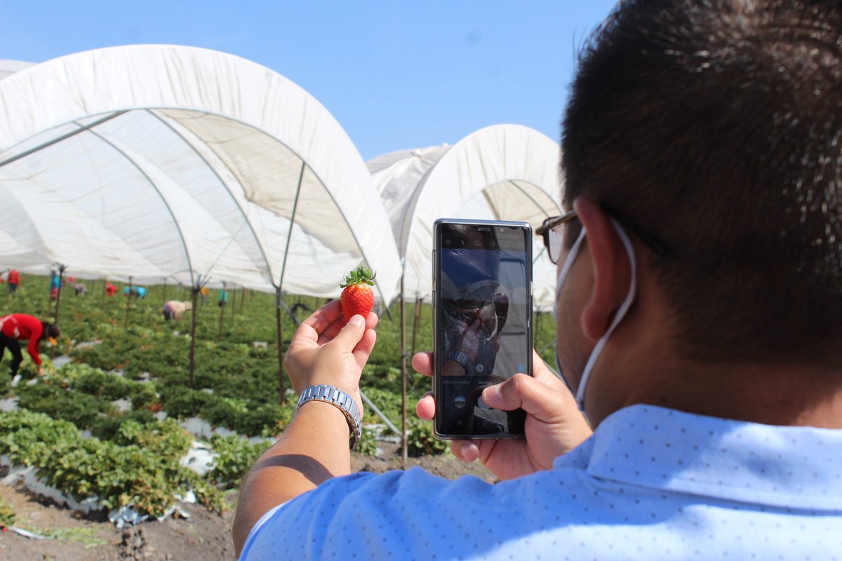 merakiting's tweet photo. Tuvimos la oportunidad de colaborar en el #Live para nuestro cliente @guanajuato 😍 donde se dieron a conocer las bondades de la ruta de la fresa en #Irapuato 🍓❤️ Si tu también buscas llegar a más personas con tu empresa o negocio mándanos un mensaje 😉✨ #Merakiting 💡 https://t.co/vqgEBOyLnw