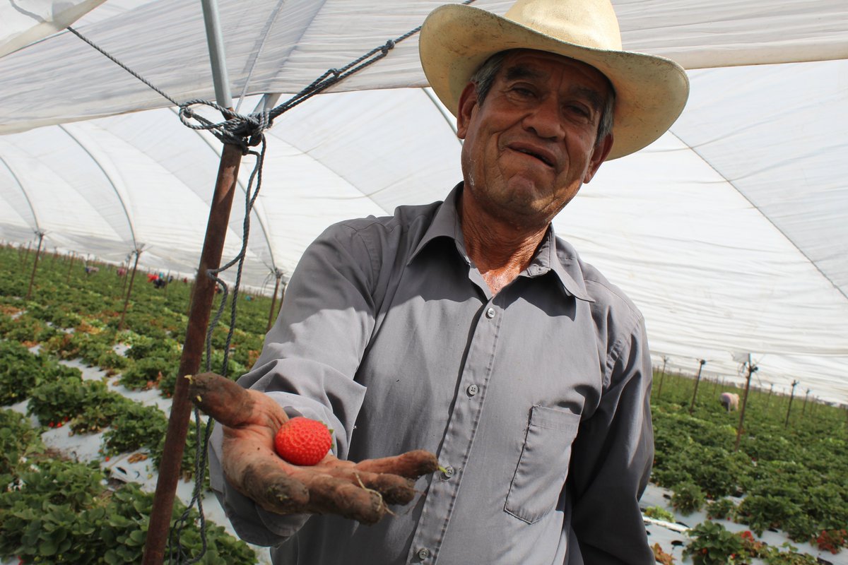 merakiting's tweet photo. Tuvimos la oportunidad de colaborar en el #Live para nuestro cliente @guanajuato 😍 donde se dieron a conocer las bondades de la ruta de la fresa en #Irapuato 🍓❤️ Si tu también buscas llegar a más personas con tu empresa o negocio mándanos un mensaje 😉✨ #Merakiting 💡 https://t.co/vqgEBOyLnw