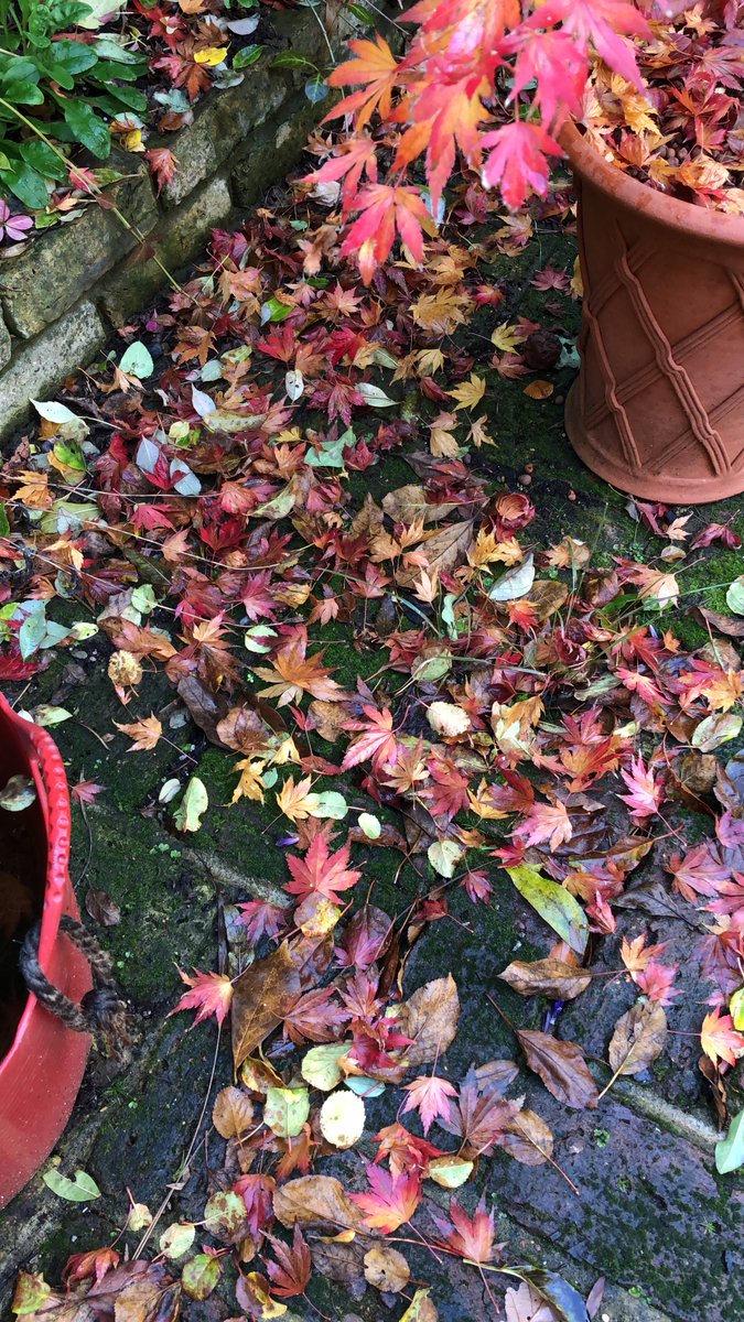 #cheeringupmonday The beauty of fallen acer leaves.