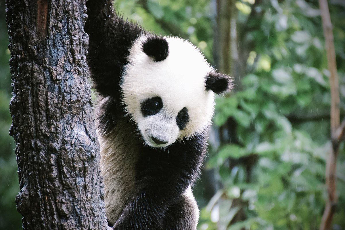JMSAnalytics's tweet image. Parul Pandey shows how to extend your EDA with #PandasGUI, an amazing tool that works with pandas and your jupyter console. ow.ly/9n8x30rgFmk