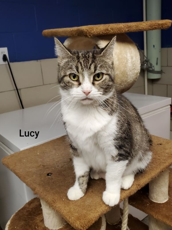 greene_humane's tweet photo. Meet lucy, she is a short-haired, senior cat looking for her new forever he. She is good with other cats and great with children and enjoys getting her chin scratched. If you're interested in learning more about lucy click below
https://t.co/VTAT095Adg https://t.co/SzSH6DxEHW