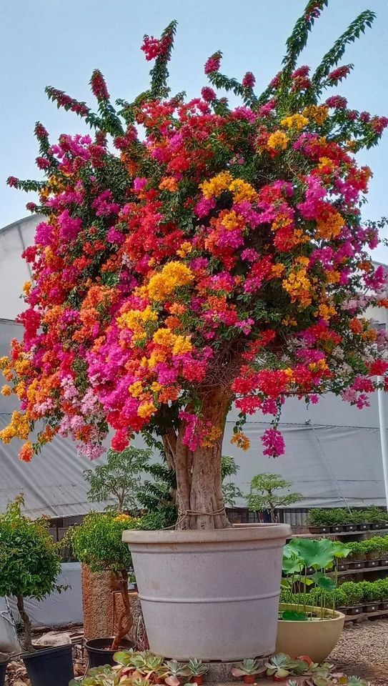 Grafted Bouganvillea