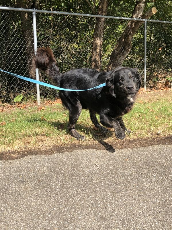 greene_humane's tweet photo. Meet Jed, a labrador shepard mix🐕‍🦺. Jed is super sweet and loves interacting with people and is great with children but prefers a home without other cats and dogs. If you or someone you know might be interested din jed, click below!
https://t.co/Ges88kIXZx https://t.co/GBQmxBQyXa
