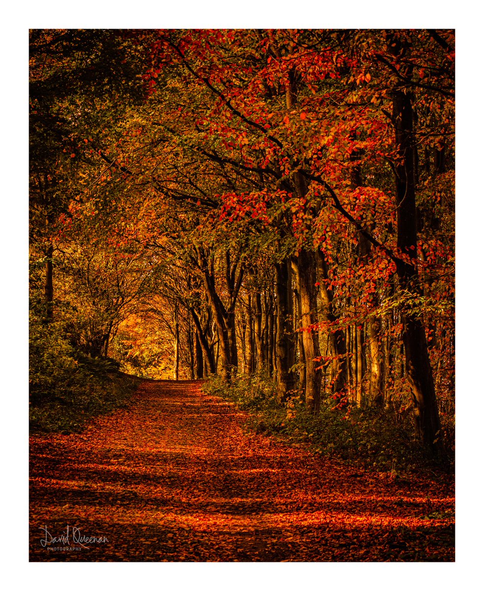 Autumn colours from a woodland wander through the Dalmeny Estate at South Queensferry yesterday. Portrait image - please give it a click for the full view. #fsprintmonday @FujifilmX_UK @_fujilove_ <a href="/VisitScotland/">VisitScotland</a> <a href="/ScottishField/">Scottish Field</a> <a href="/SocietyScottish/">Society of Scottish Landscape Photographers</a> <a href="/sastal01/">Scotland As Seen Through A Lens (SASTAL)</a>