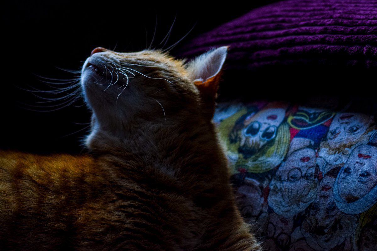LynneWinThomas's tweet photo. Today I have been mostly discovering a new found love of Iron Maiden while batch cooking in my PJ's and watching #StinkyKev do his best Greta Garbo impression and it's been pretty purrfect! #takingabreakoverlockdown #divakitty https://t.co/oZU1kxWZQH
