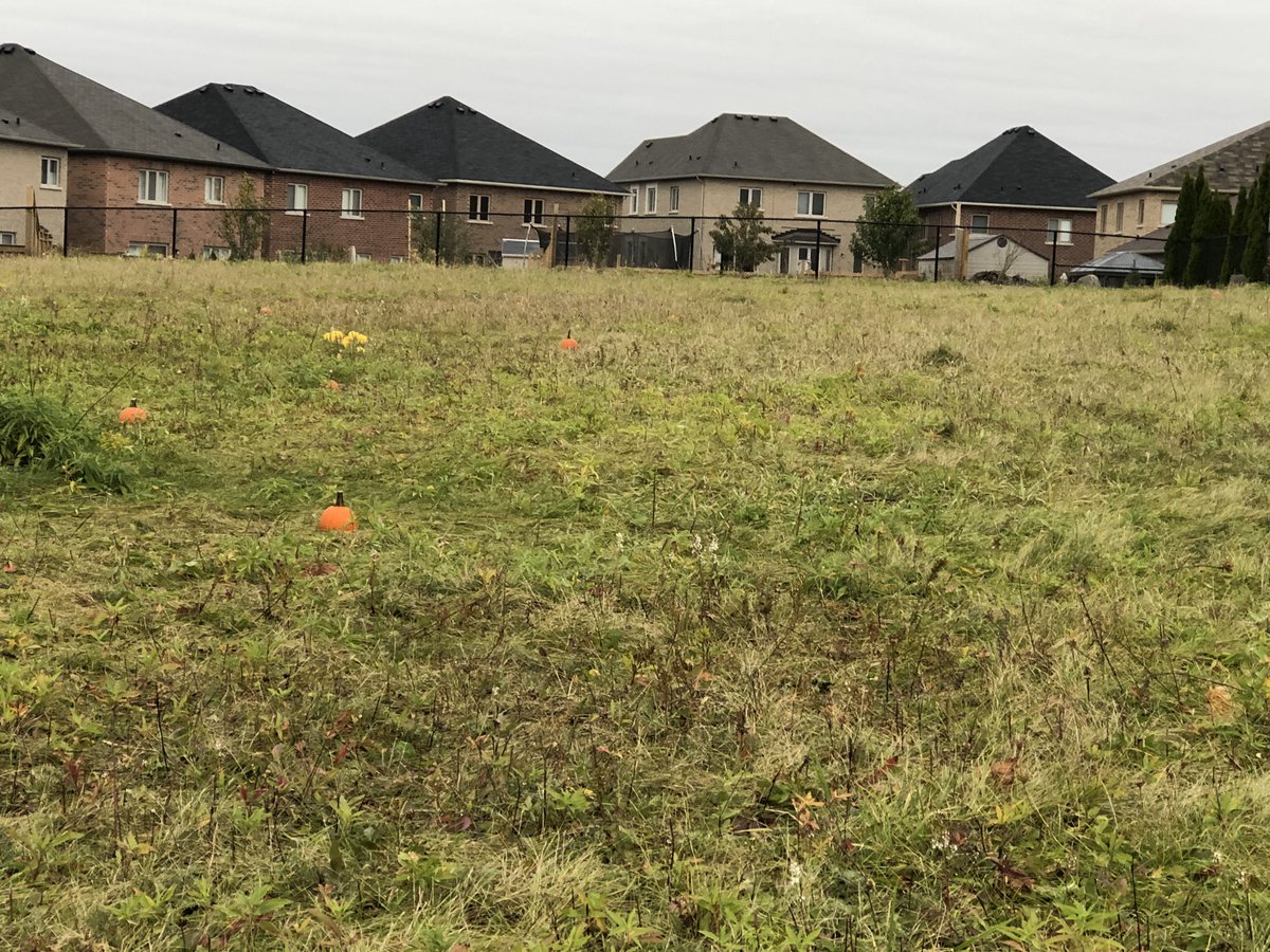 KCookFDK's tweet photo. Today the kindergartens went on a virtual field trip to a pumpkin patch. After our online trip we headed out to the pumpkin patch in our school yard and each student picked a pumpkin. @SCDSBey @FldcrestFalcons  @SCDSB_Schools https://t.co/kXTBrYOWpa