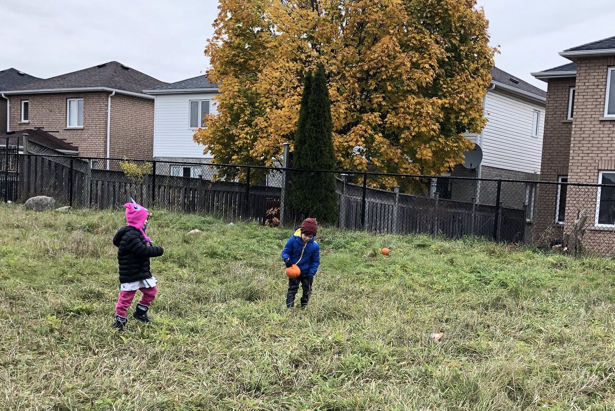 KCookFDK's tweet photo. Today the kindergartens went on a virtual field trip to a pumpkin patch. After our online trip we headed out to the pumpkin patch in our school yard and each student picked a pumpkin. @SCDSBey @FldcrestFalcons  @SCDSB_Schools https://t.co/kXTBrYOWpa