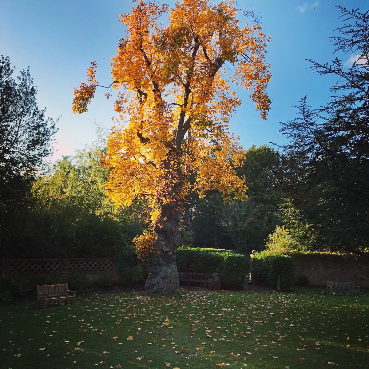 MountHouseSch's tweet image. It is a stunning autumnal afternoon at Mount House. In our grounds we have recently installed memorial benches for Sister Teresa, a special person in the history of education here whose legacy we continue to celebrate #remembrance #reflections #autumnalleaves 🍁🍂