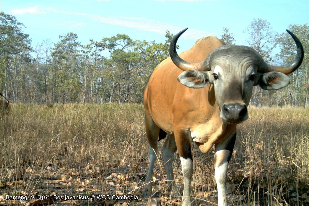 WCSNewsroom's tweet photo. WCS and Partners Issue Ten-Year Report Card for Keo Seima Wildlife Sanctuary, Cambodia’s Most Biodiverse Protected Area @WCSCambodia @UNDP_REDDPlus @usaid @theGEF  https://t.co/RO1sLoPbMw https://t.co/MbbFXFHRgK