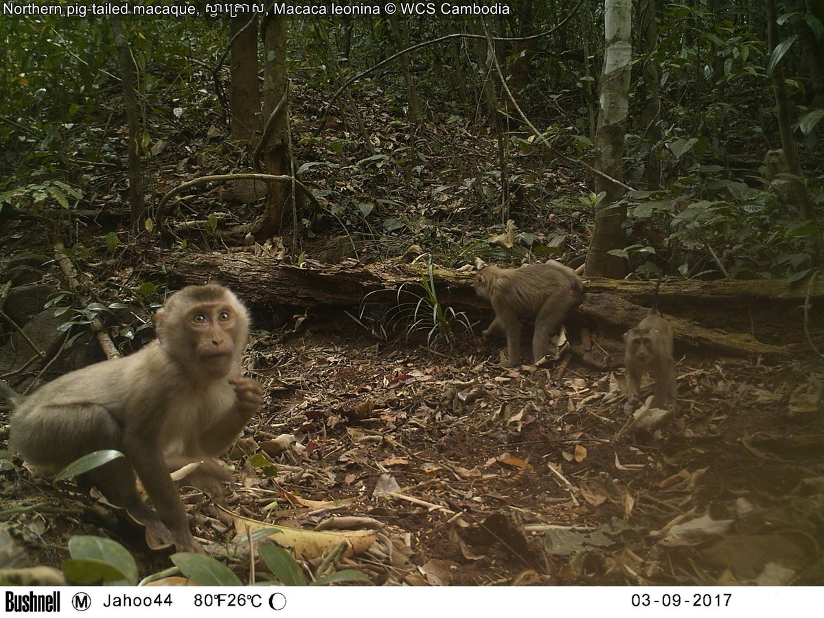 WCSNewsroom's tweet photo. WCS and Partners Issue Ten-Year Report Card for Keo Seima Wildlife Sanctuary, Cambodia’s Most Biodiverse Protected Area @WCSCambodia @UNDP_REDDPlus @usaid @theGEF  https://t.co/RO1sLoPbMw https://t.co/MbbFXFHRgK