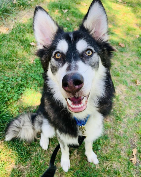 4ecoservices's tweet photo. Meeko is still looking for his forever home!

If you’re interested in adding this fur baby to your family, reach out to @KCPetProject. https://t.co/wDb4OhbDY5