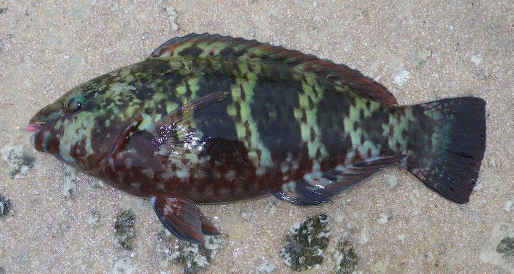 沖縄釣り魚bot Okinawa Fish Twitter