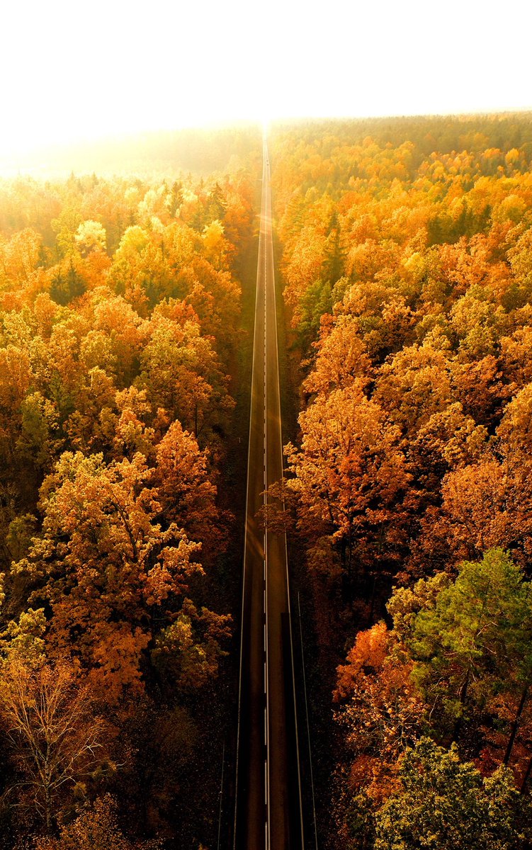 Avanti_1989's tweet photo. Gdzieś na drodze Supraśl - Krynki. Puszcza Knyszyńska w jesiennej odsłonie.

#PolskaJetNajpiękniejsza 

foto: Jakub Bobrowski | WalkTheDrone https://t.co/nVBm4wsaiI