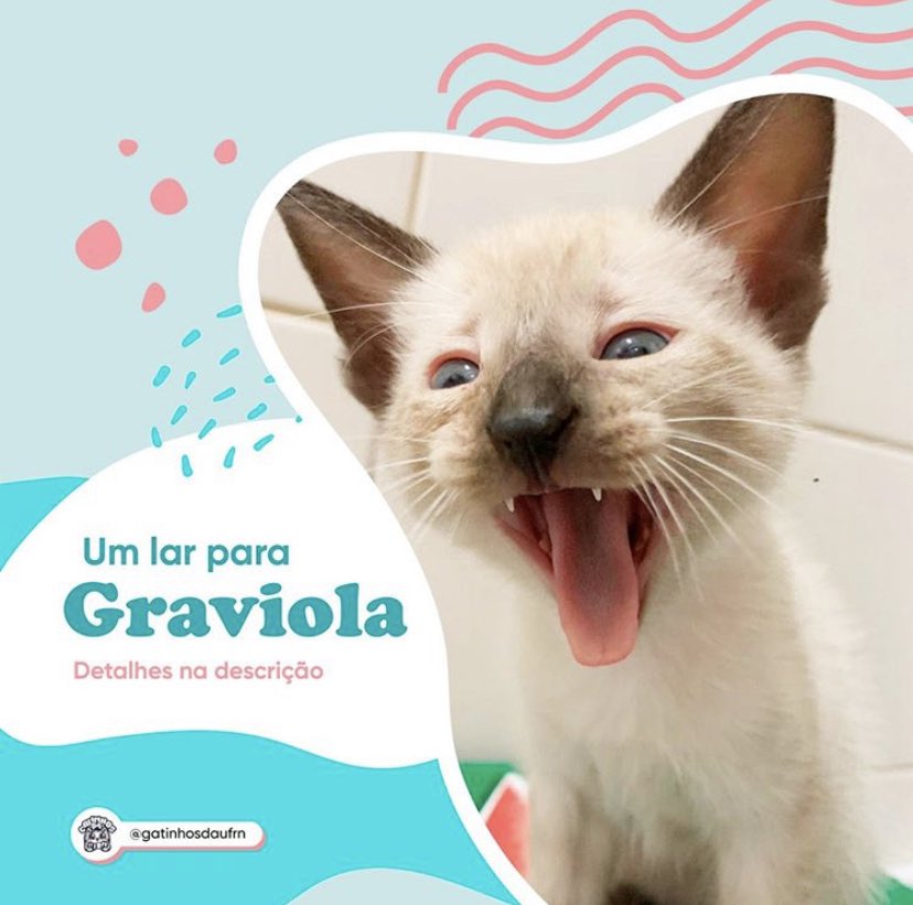 Gatinhos da UFRN (@gatinhosdaufrn) / Twitter Gatinhos da UFRN (@gatinhosdaufrn) / Twitter