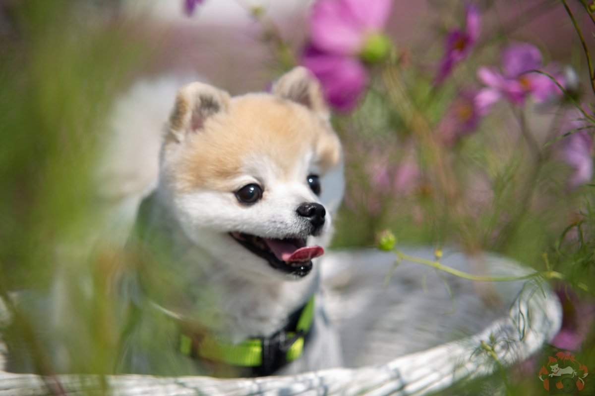 rmtfoto's tweet photo. "The Dog and the Flowers"

Its Meow..... ähhhhh Wauwau-day

Model: Kotaro

#dog #hund #flowers #blumen #kameoka #cosmogarden #kotaro #love #cute #犬 #かわいい #花 #庭園 #亀岡 #京都 #kyoto https://t.co/MGqFLzqnZc