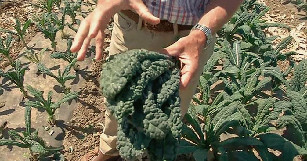cabountiful's tweet photo. We caught up with @dffarms1937 to find out how they're thinking outside the #CSAbox to build meaningful connections with their local community in #VenturaCounty https://t.co/1Ai8pVlLWJ https://t.co/ve4SpIcvzU