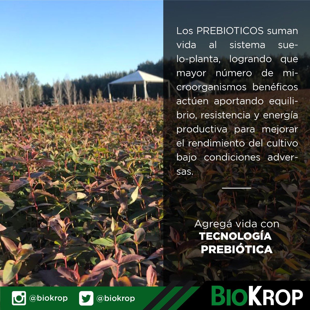 La zafra de verano se presenta con pronósticos de precipitaciones por debajo de lo normal⚠️, el USO de PREBIOTICOS complementario al plan de fertilización del productor, hará:

✅ MAS eficiente el uso de los fertilizantes aplicados
✅ MAS EFICIENTE EL USO DEL AGUA DISPONIBLE 💦