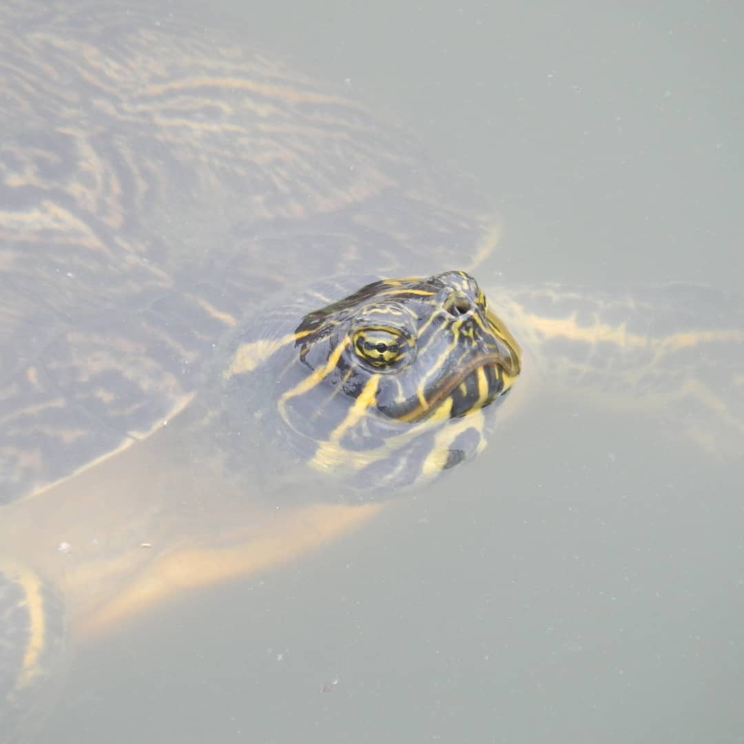 MarcTheSeeker's tweet photo. Hope everyone has a relaxing week, like these Painted Turtles. 🐢

#MondayMorning #MondayMood #PaintedTurtle https://t.co/uOf7aPldHl