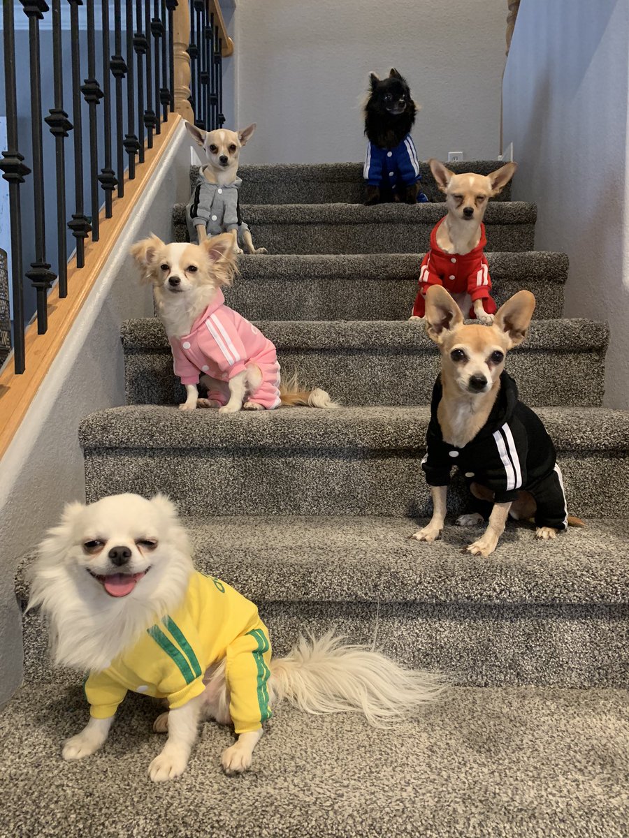 Normalize Chihuahuas in track suits #campchihuahua