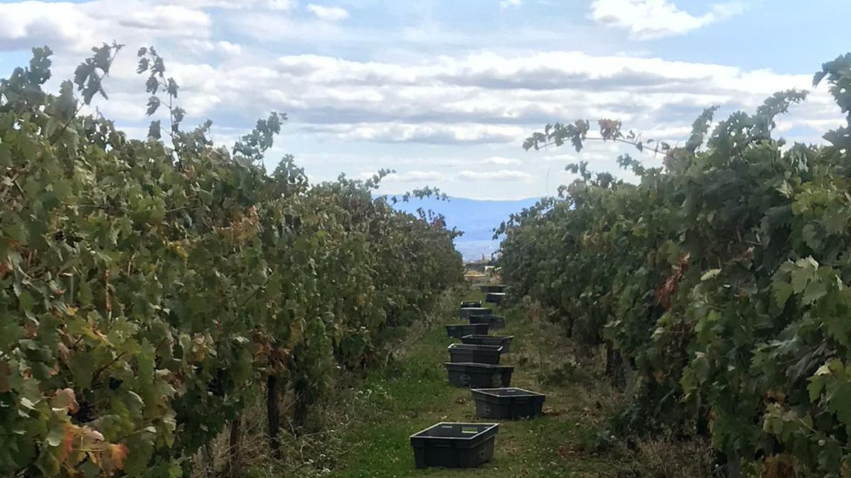BodegasZugober's tweet photo. Días de vendima, días en los que nos lo jugamos casi todo a una carta: ilusiones, trabajo de meses, esperanza, deseos… Todo lo embotellaremos y os lo ofreceremos con el cariño y la pasión con la que vivimos el vino #VinosBelezos #ZugoberBelezos #vendimia #vendimia2020 #Zugober https://t.co/JBHOz87sEL