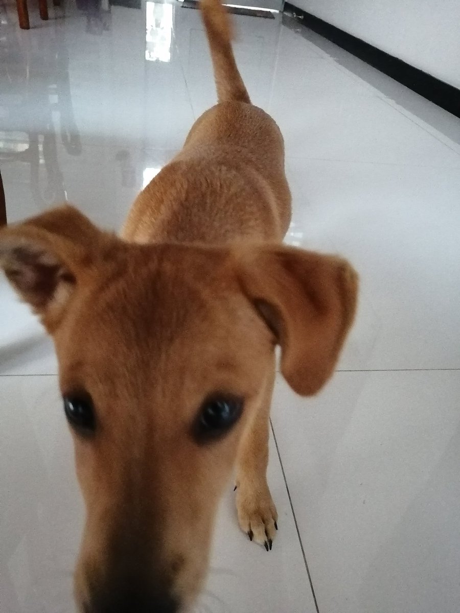 Nos encontramos esta perrita en el barrio Laureles Simón Bolívar, Medellín. El vigilante nos dijo que hace dos horas estaba por ahí y nadie ha preguntado por ella. Se nota que no lleva mucho en la calle porque está muy limpia. Ayúdenme con un RT porfa.