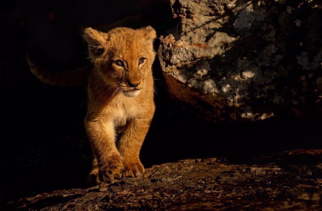 mala_mala's tweet photo. Feels like a scene right out of #TheLionKing
1st ๐ธ by our guest and professional photographic guide @hannes_lochner
2nd ๐ธ @Disney
. . .
#lion #kambulapride #ntsevu #lionking #simba #cub #lioncub #disney https://t.co/scO6xUjCfo