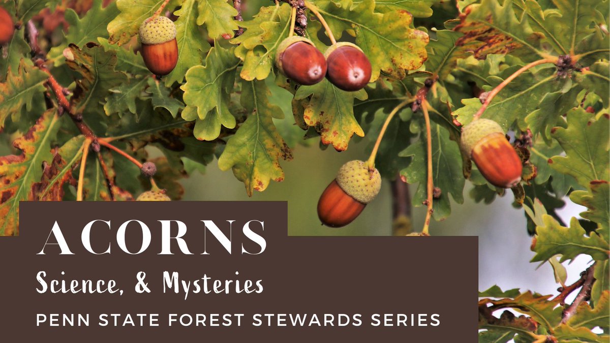 CookConservancy's tweet photo. Acorns: Science &amp; Mysteries, a new PA Forest Stewards article by Prof. Jim Finley - https://t.co/xW8XbYZI6Q https://t.co/QNjFKp4DfW