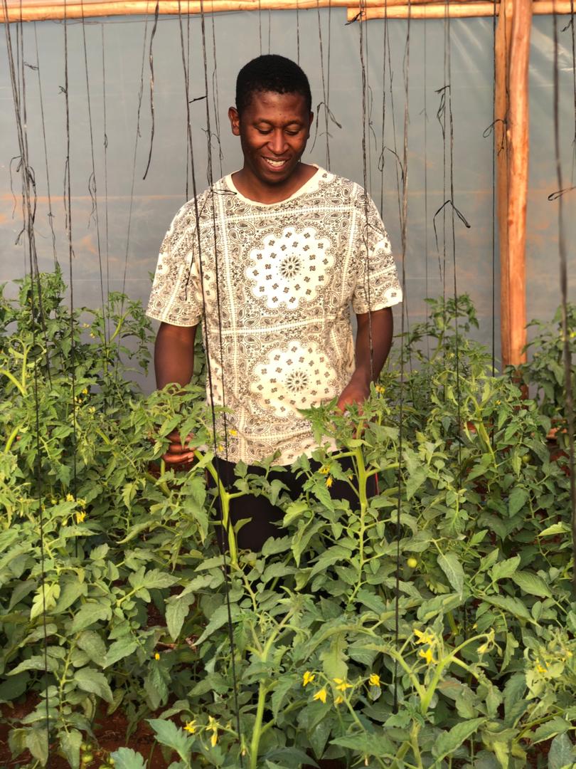 Plants reflect the kind of care they get. Six weeks after transplanting, the trinity variety is looking good and healthy 🍅#youthinagriculture #ZimFarmersCan