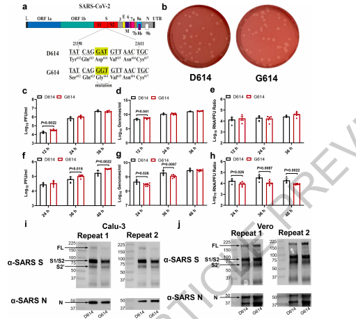 COVID19 Spike proteininde oluşan D614G mutasyonu virüsün   replikasyon hızını ve virüsün bulaşma hızını arttıyor. Ayrıca bu mutasyon virüsün nötralizasyon duyarlılığını arttırmakta.
Yani virüs D614 mutasyonuna sahipse aşının koruyuculuğu azalacak demektir.
nature.com/articles/s4158…
