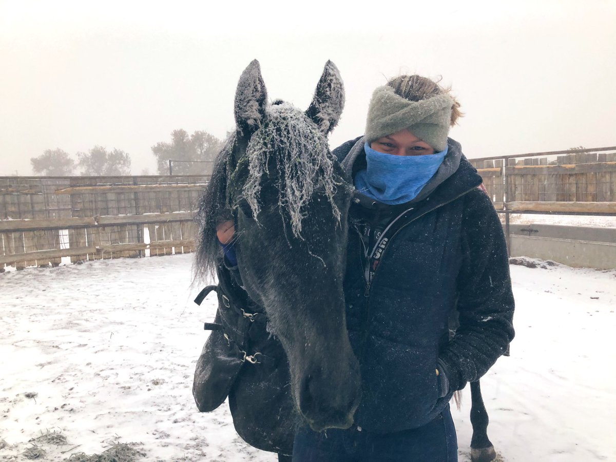 PMontanye's tweet photo. A few pictures from Gryffs first week of bootcamp! He’s a sound and happy boy! #ItTakesanArmy #IfThoseLegsCouldTalk  @DernKaty @HoganEquine @LuisCastroDVM @LegacyHorseCO https://t.co/Y2mhB9UX6G
